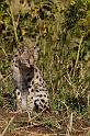 115 Tanzania, Ngorongoro Krater, serval